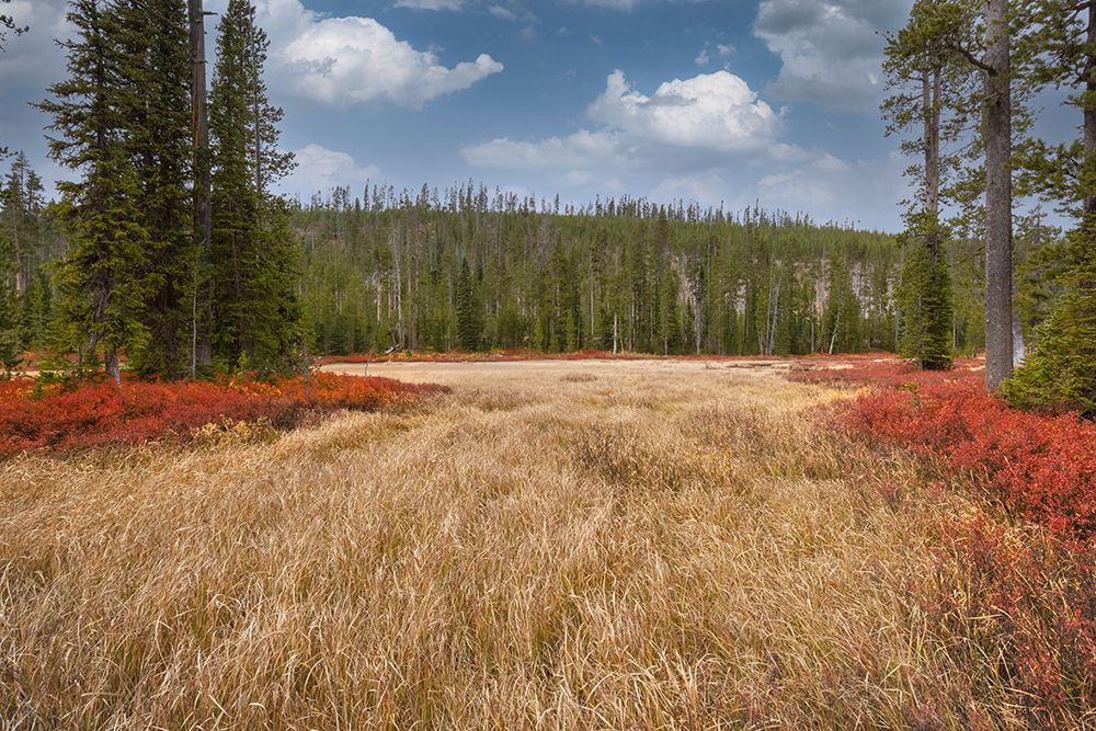 Blueberry leaves in autumn red coloration-Yellowstone National Park-Wyoming